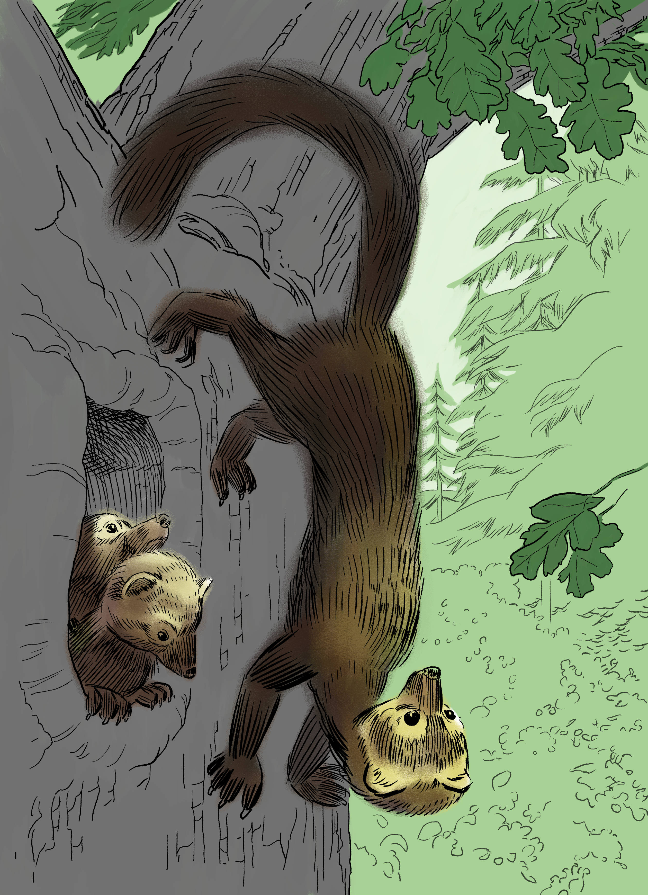 Pacific fisher
