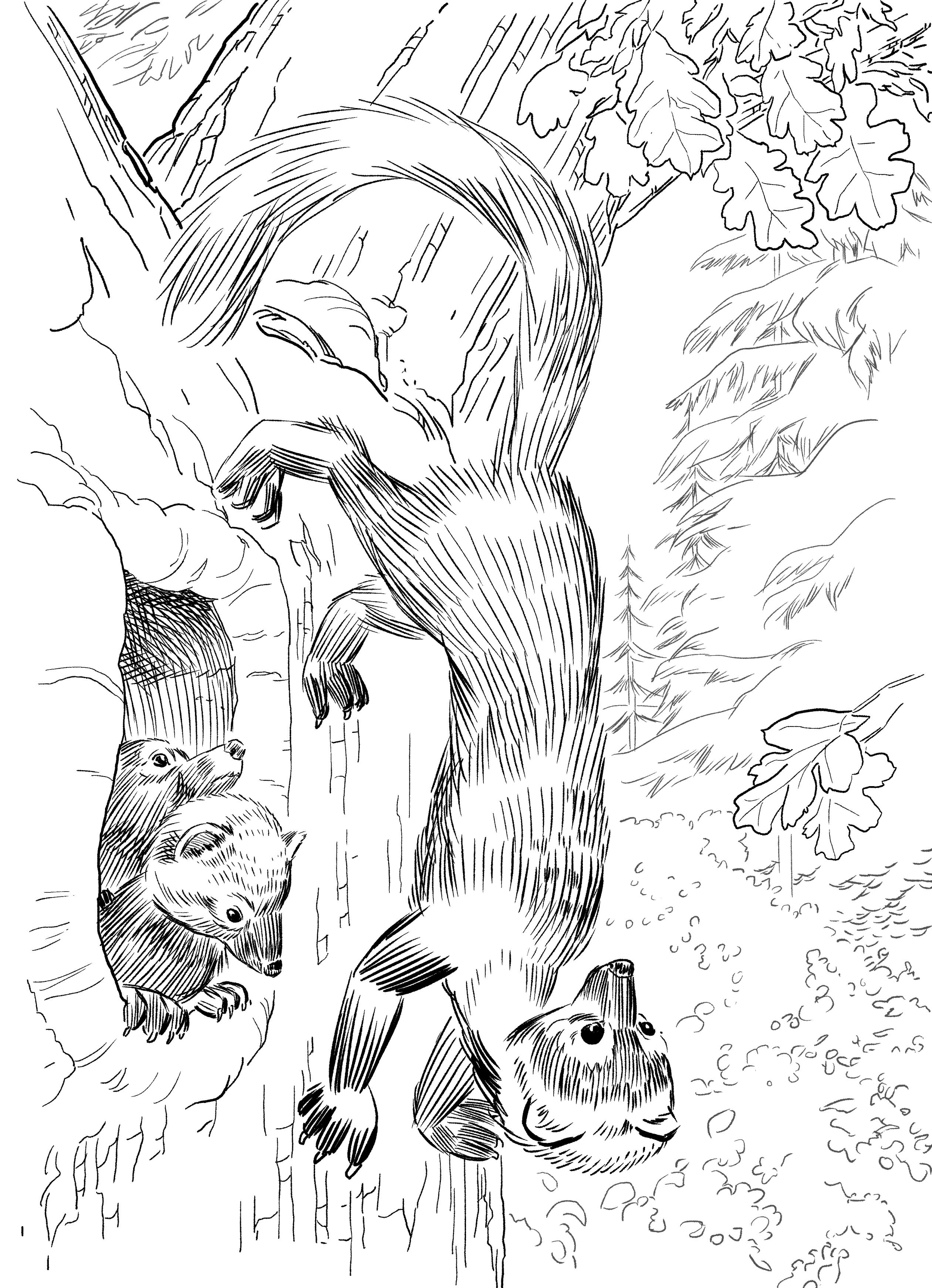 Pacific fisher
