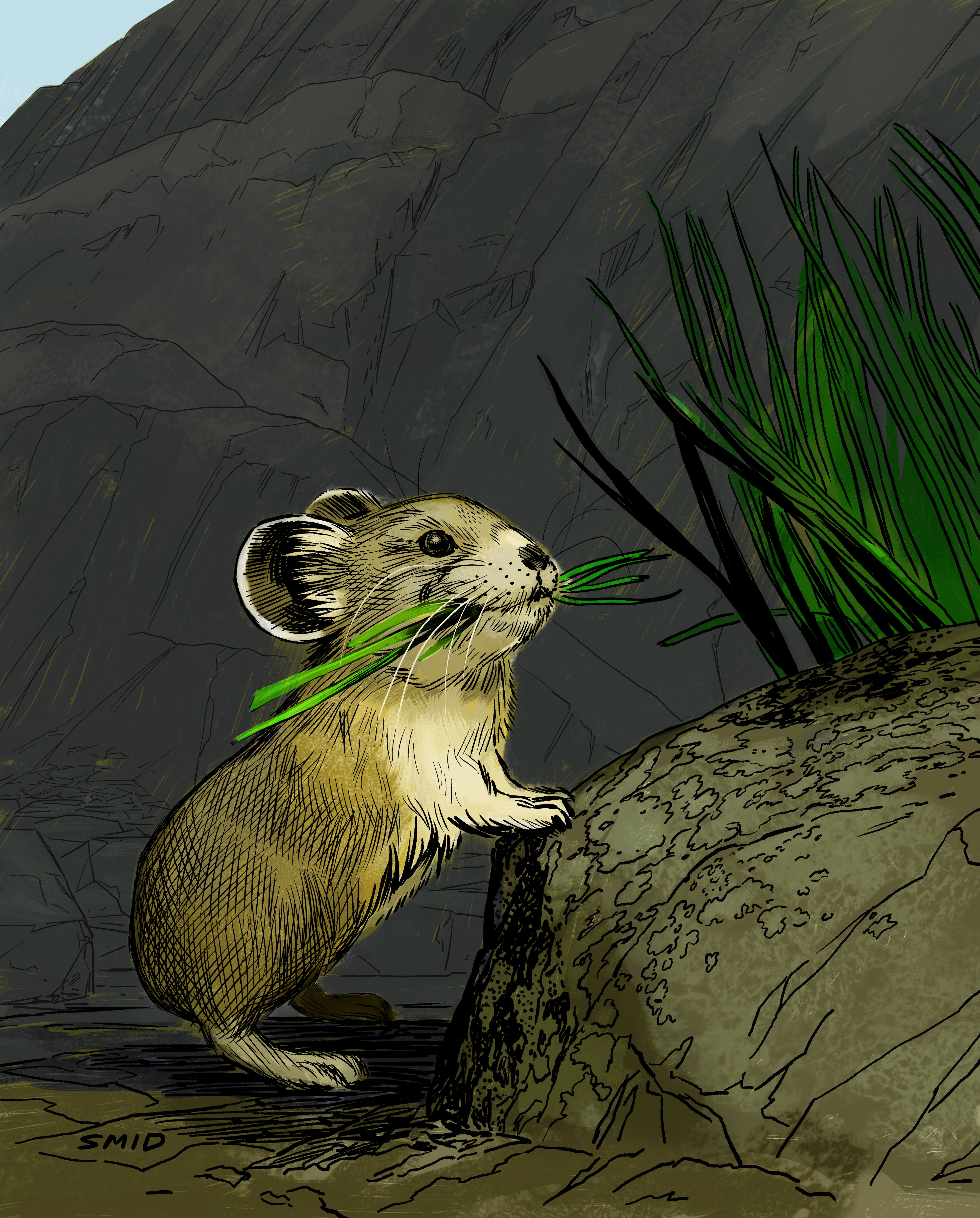 American Pika