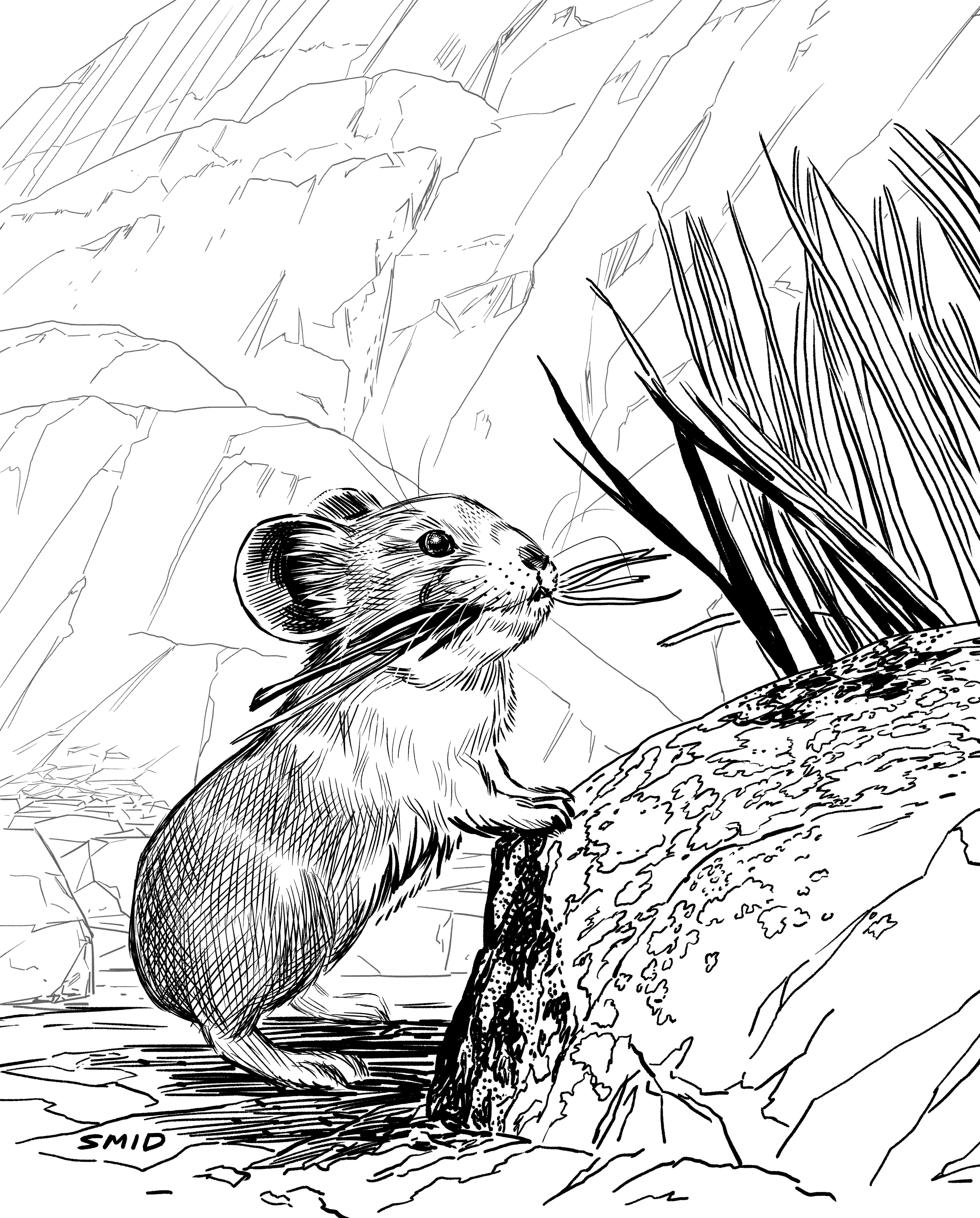 American Pika