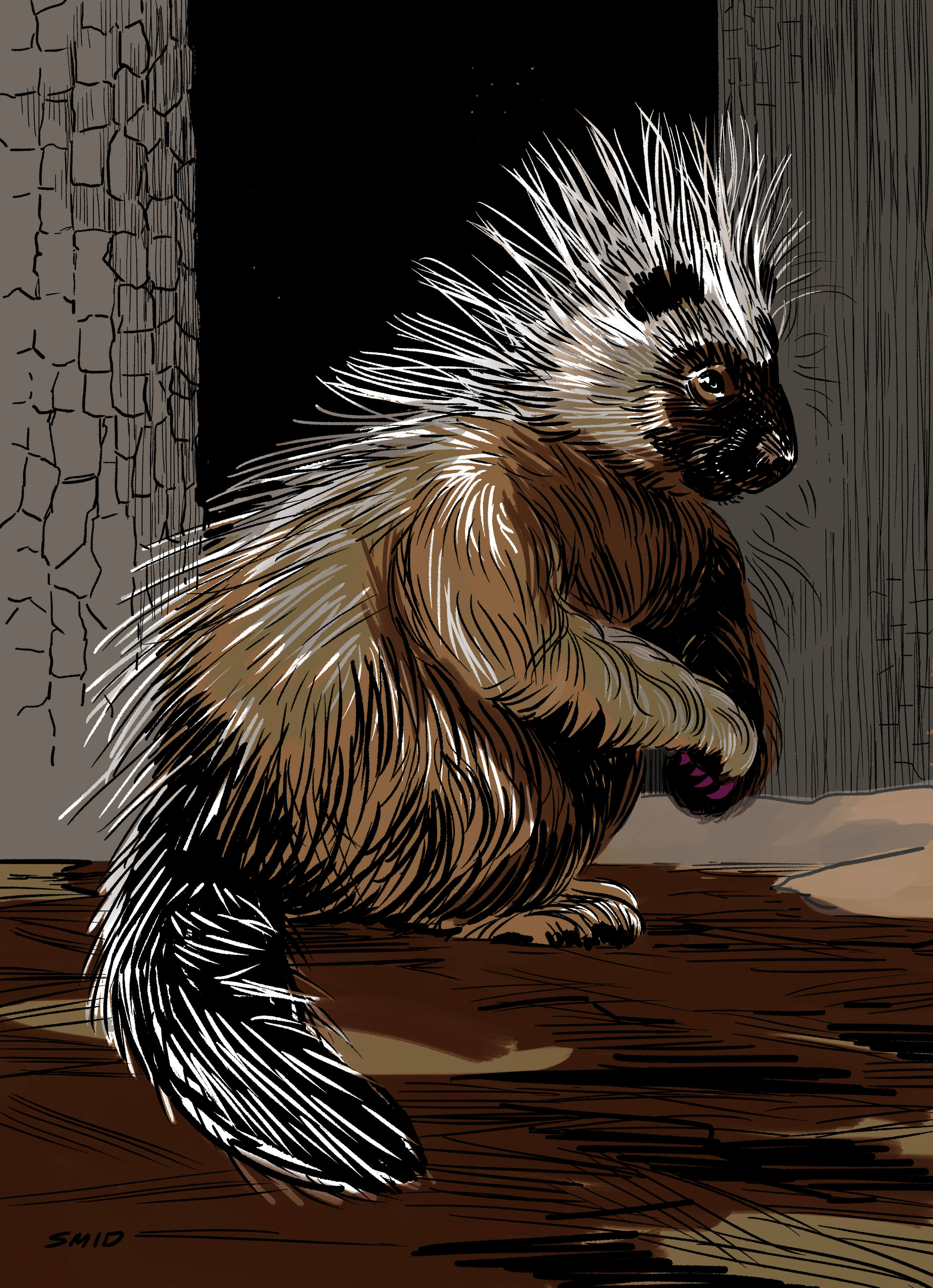 Porcupine