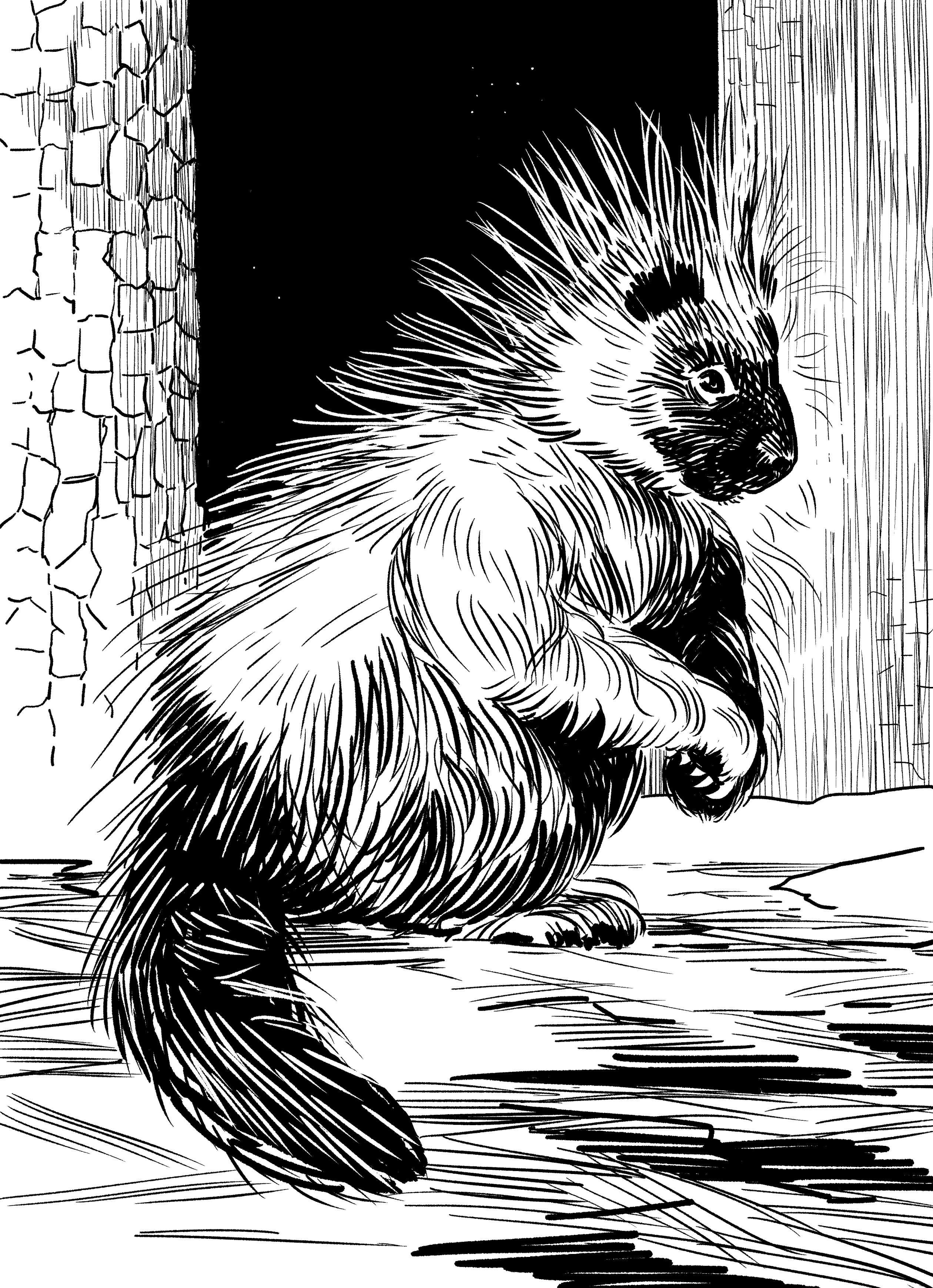 Porcupine